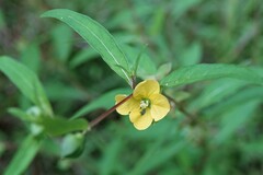 Ludwigia alternifolia