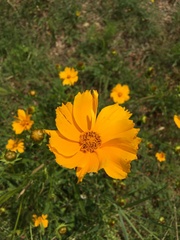 Coreopsis