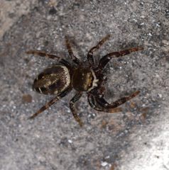 Metaphidippus manni