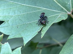 Laphria canis