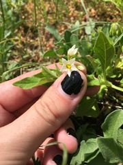 Solanum physalifolium nitidibaccatum