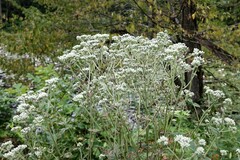 Eupatorium pilosum