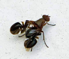 Delphinia picta