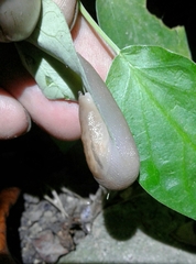 Ambigolimax valentianus