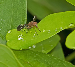 Delphinia picta