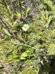 Symphyotrichum boreale