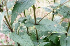 Eupatorium pilosum