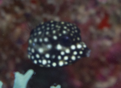 Lactophrys triqueter