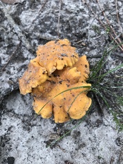 Cantharellus lateritius
