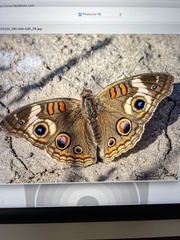 Junonia grisea