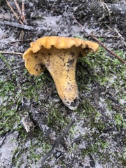 Cantharellus lateritius