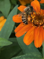 Apis mellifera