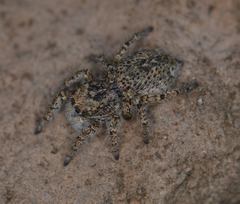 Habronattus amicus