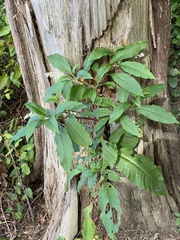 Phytolacca americana