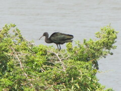 Plegadis falcinellus