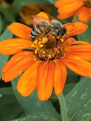 Apis mellifera