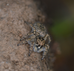 Habronattus amicus