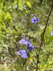 Lobelia kalmii