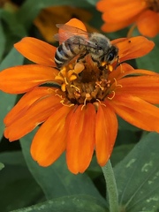 Apis mellifera
