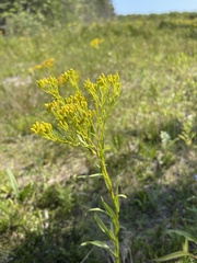 Solidago ohioensis