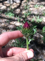 Cirsium andersonii