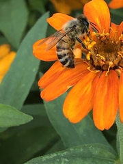Apis mellifera