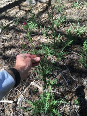 Cirsium andersonii