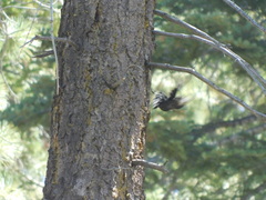 Dryobates albolarvatus