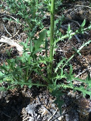 Cirsium andersonii