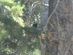 Dryobates albolarvatus