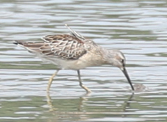 Calidris himantopus