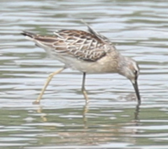 Calidris himantopus