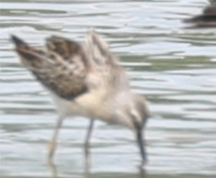 Calidris himantopus