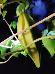 Gonolobus suberosus