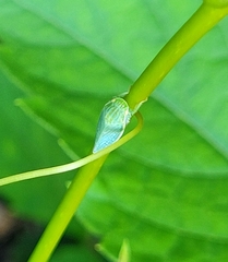 Gyponana