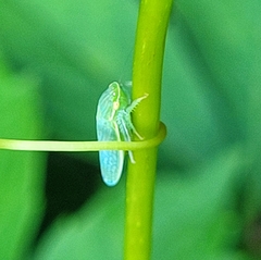 Gyponana