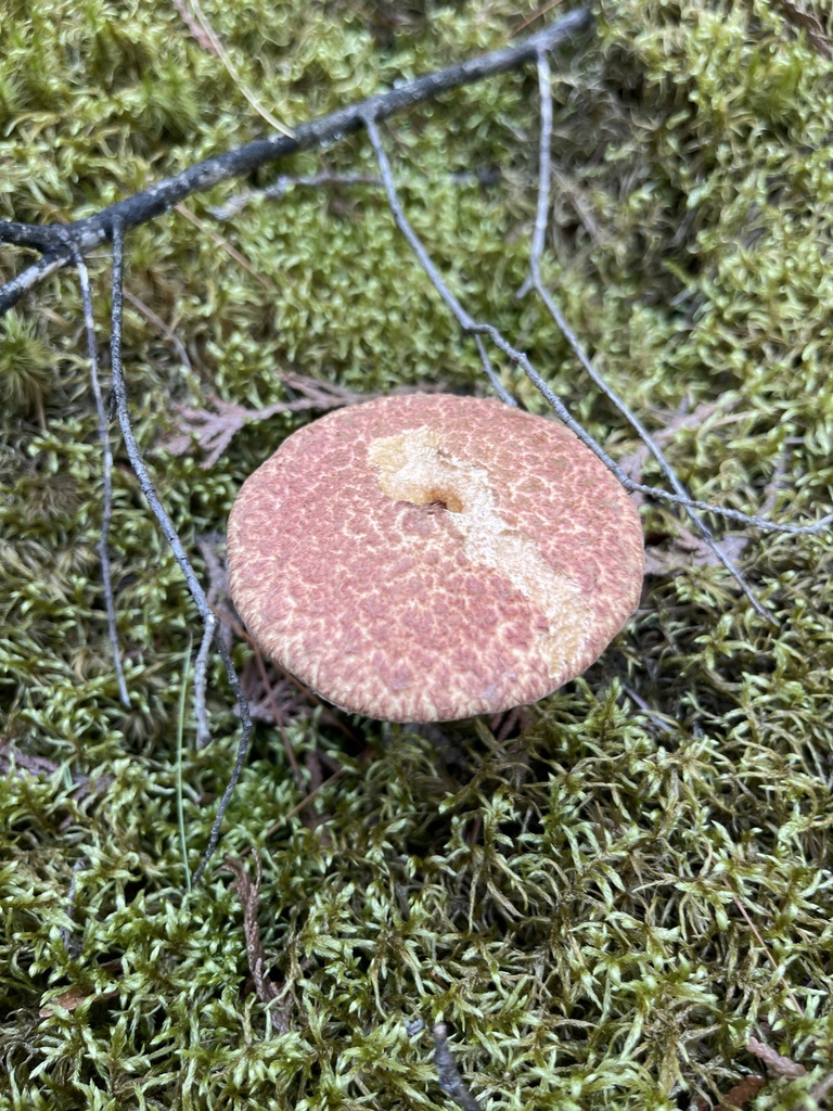 Painted Suillus from Baileys Harbor Ridges County Park, Baileys Harbor