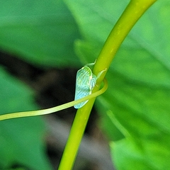 Gyponana