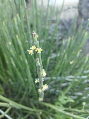 Euphorbia rossiana