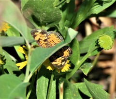 Phyciodes