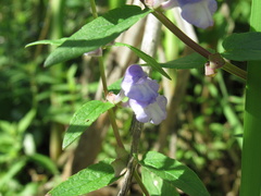 Scutellaria galericulata