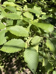Betula alleghaniensis