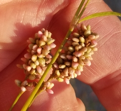 Persicaria lapathifolia