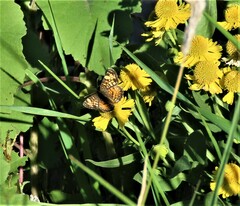 Phyciodes tharos orantain