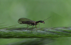 Raphidioptera