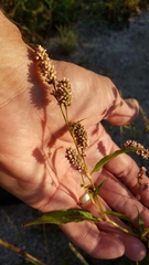 Persicaria lapathifolia