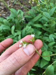 Valeriana californica