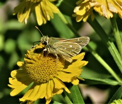 Hesperia assiniboia