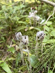 Monotropa uniflora