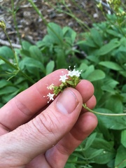 Valeriana californica